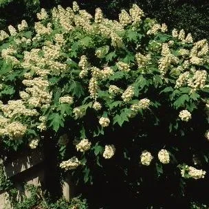 thumbnail for publication: Hydrangea quercifolia Oakleaf Hydrangea